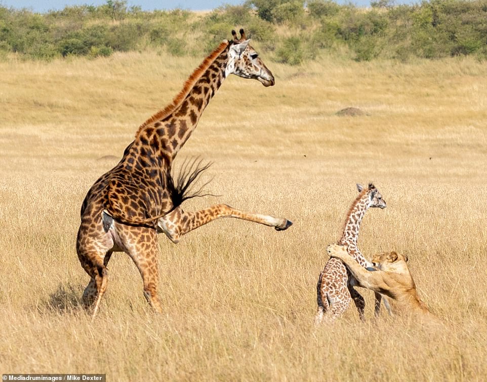 Heartbreaking Incident: Mother Giraffe Tragically Kills Newborn Calf with Misguided Kick While Defending Against Lioness Attack in Kenya, Frantic Battle Captured in Brutal Encounter