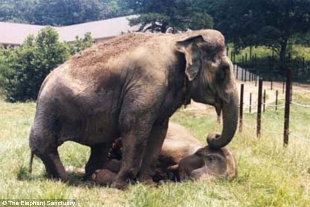 After 22 Years of Separation, Former Circus Elephants Share an Emotional Reunion, Instantly Recognizing Each Other.
